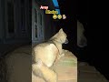 #funny #animalcruelty #status #pets #comedy #shortsviral
