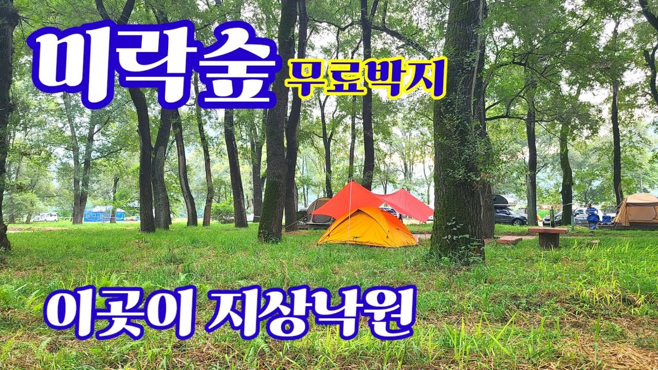 미락숲 ,무료캠핑장 , 정선미락숲 , 골지천이 , 미락숲을 휘감고돌아 , 한강으로,정선여행  Jeongseon Miraak Forest camping site.