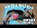 【夏グッズ】夏の暑さ対策ひんやりマット×愛犬のお留守番を隠し撮りしてみたよ！【カニンヘンダックスフンド】