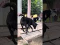 ដឹងគិតអីវាបានឡឺកឺចិង #dog #youtubevideo #video