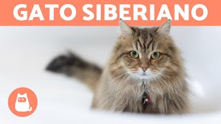 GATO SIBERIANO  ¡Características, cuidados y salud!