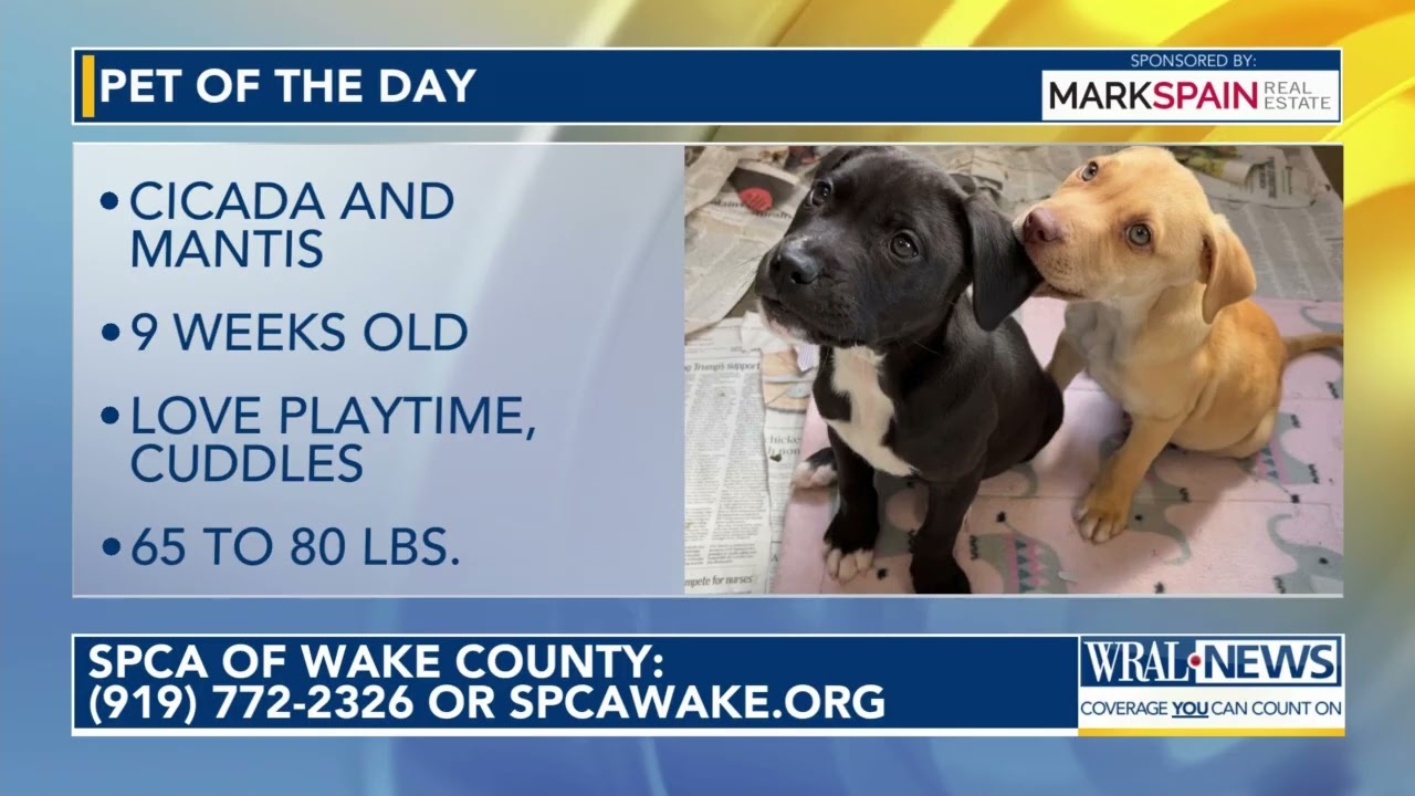 Pet of the Day for April 2, 2026 - YouTube