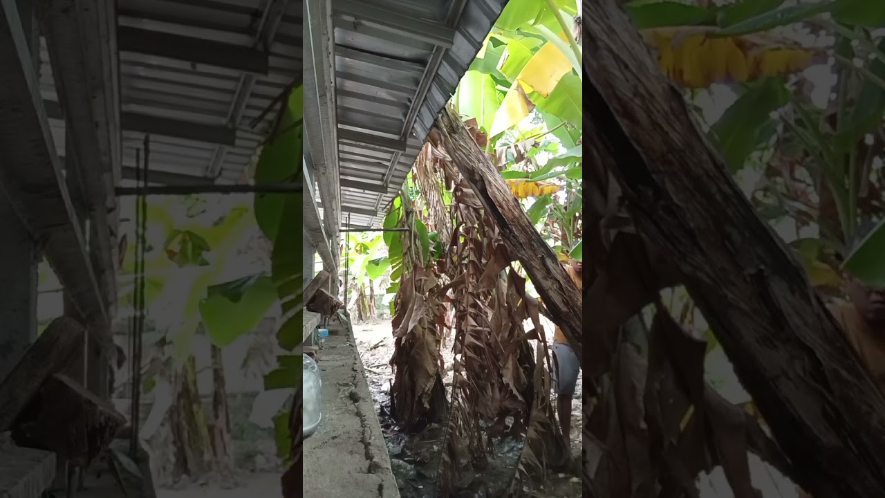 Pagi berkebun Ramadhan, cari pohon pisang