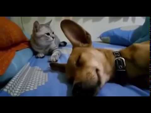 dogs-fart-making-cat-angry-funny-reaction