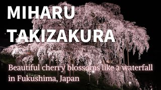 Miharu Takizakura Japans 1,000-Year-Old Cherry Blossom Waterfall 三春滝桜
