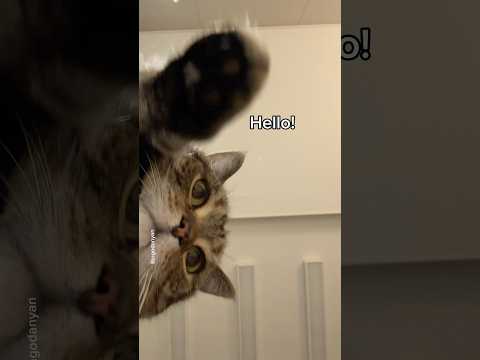 Say hello👋😻 #shorts #cat #funny