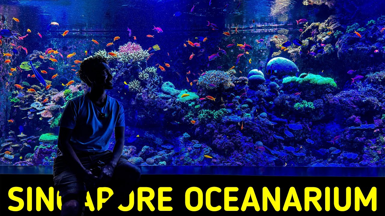 සිංගප්පූරුවේ අළුත්ම Oceanarium එක 🇸🇬 | සමහර මාළු ලෝකෙටම බලන්න පුළුවන් මෙතන විතරයි