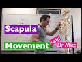 Scapula Movement | Functional Anatomy