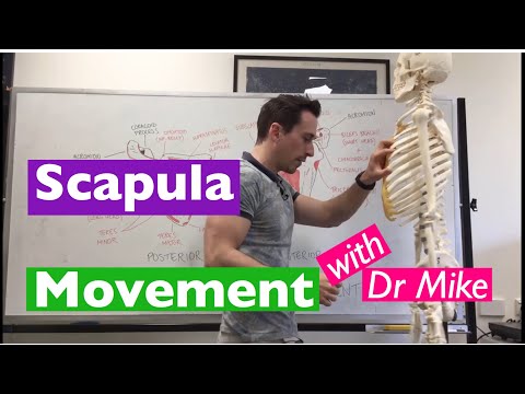 Video: Varför är det viktigt för scapula att rotera uppåt?