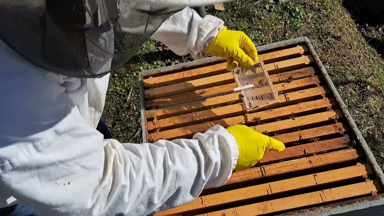 Oslobađanje matica iz izolatora - I deo 19.01.24.