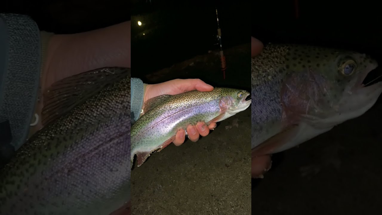 Sunrise Trout Fishing in Massachusetts (Stocked Rainbow Trout) shorts