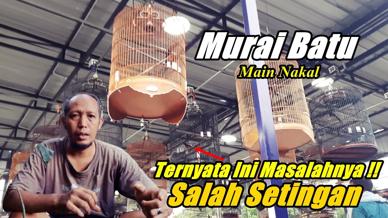 Burung murai mewah kok main nakal, salah seting jadi gini