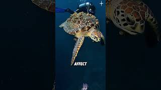 Turtle and Barnacle Facts#shorts  #animals #facts #knowledge #turtle #barnacles