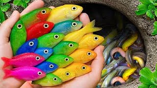 MONSTER FISH HAUL! Turning Our Backyard Pond Into an Aquarium Paradise | Colorful