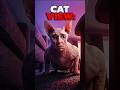 Does Your Cat THINK You’re Human? The Answer Might Insult You #shorts