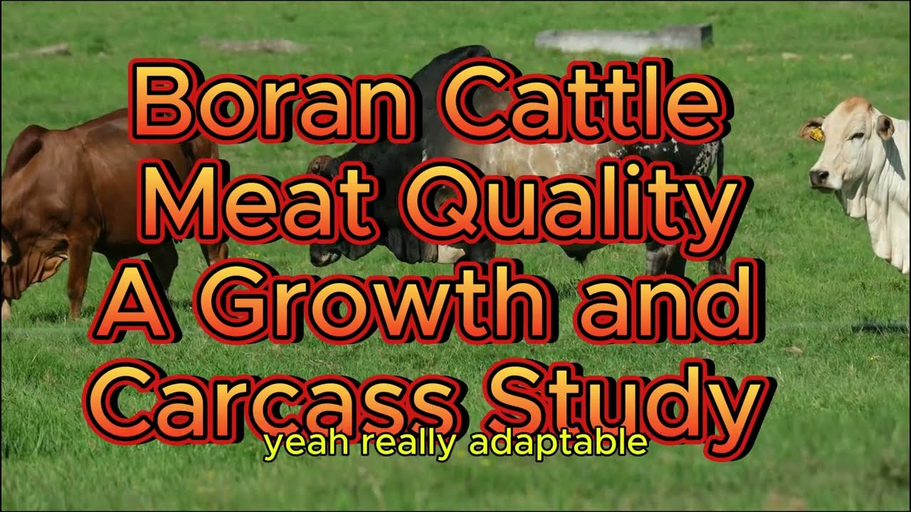 Boran Cattle Meat Quality - A case Study 2024