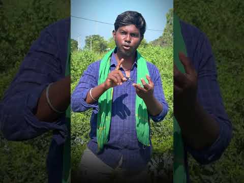 🌶️మిర్చి రైతులకు షేర్ చేయండి.   #pi #brofreya #farming #short #thrips #trending #viral