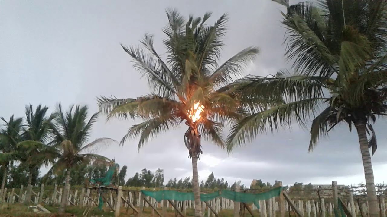 உங்களுக்கான கனவுகளும் பலன்களும் பகுதி 33 14 Fire in the coconut tree when rain following - YouTube