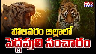 పలవర జలలల పల సచర Tiger Sighting In Polavaram District Cvr News