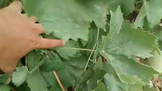 ¡EXPLOSIÓN de UVA! 🍇 Cosecha récord con Microorganismos BWO en Viña
