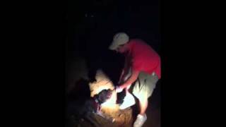 Blue Pitbull Climbing Tree 2.Mov