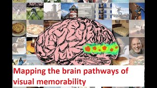 Mapping the brain pathways of visual memorability