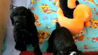 video11.flv