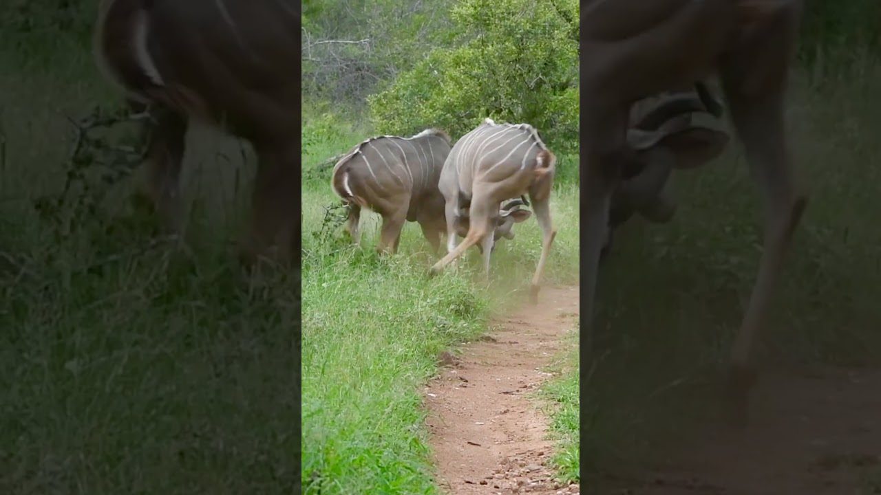 Lions Ambush Fighting Kudu Bulls!