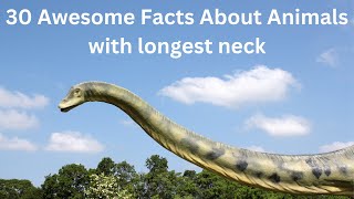30 Awesome Facts About Animals with longest neck
