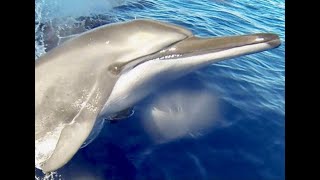 Dolphins with Le Grand Bleu, Bonaire 2017