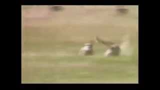 Cheetah changing directions rapidly while hunting a gazelle