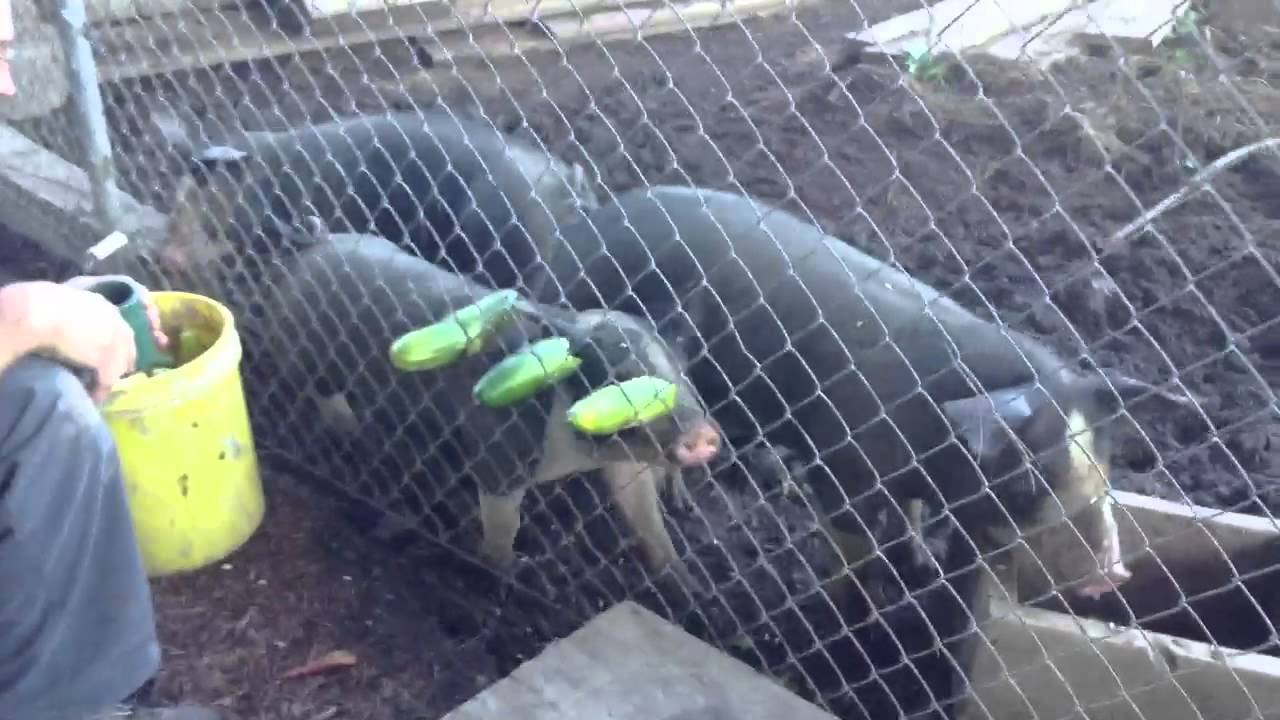 Pigs and cucumbers YouTube