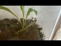 【CG】久々のアブラゼミ