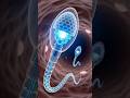 30 Crore Sperm Ki Sabse Dangerous Race 😱 | Aap Kaise Paida Hue? #short