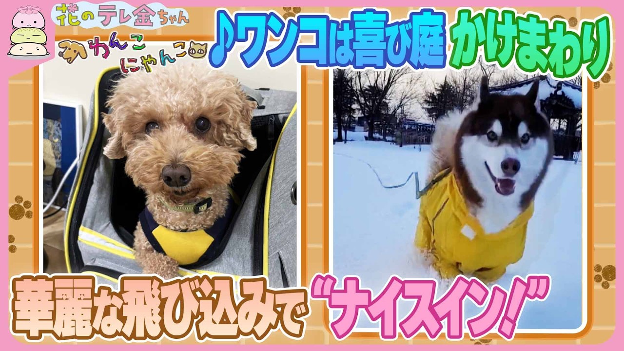 【わんこにゃんこ】♪ ワンコは喜び庭かけまわり＆華麗な飛び込みで“ナイスイン！”