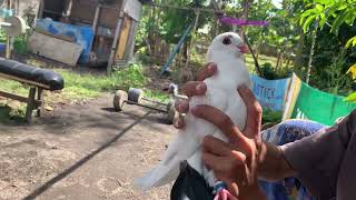 REZEKI JUM'AT BERKAH // Bandangan (Cundang) Merpati tertangkap dengan sangat Halus