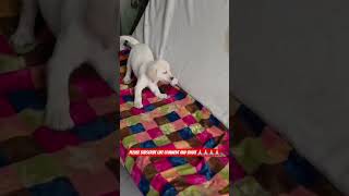Labrador Retriever – Perfect Family Dog Ya Nahi? 🐕 #shorts #ashishsaxena