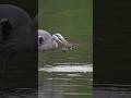 Hungry heron struggles with big slippery fish. Can it swallow it alive?