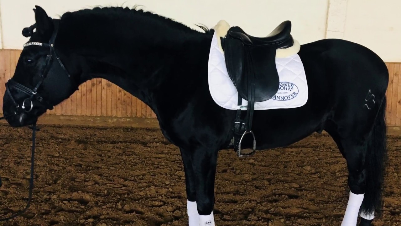 Inclusero 2011 PRE Dressage Stallion YouTube Inclusero 2011 PRE Dressage Stallion YouTube