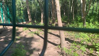 Чем медведи красят голову Чем медведи красят голову