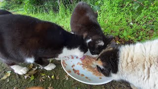 【BGM付き】怒涛の食欲野良猫ハチワレブラザーズ全員無事確認　後編　All of the stray cat Hachiware Bros. confirmed safe and sound