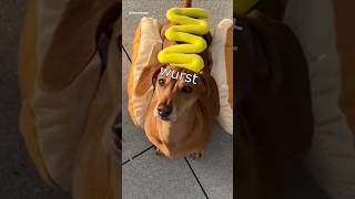 Die Dawgs grillen an #lustig #witzig #funny #tiere #animals #meme #lachen #happy #2homiedawgs