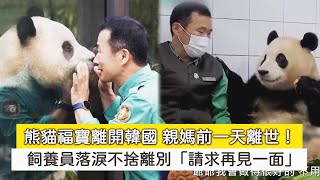 熊貓福寶離開韓國親媽前一天離世！飼養員落淚不捨離別「請求再見一面」