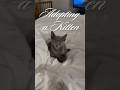 Merlyn Diaries 🩶✨ #kitten #graycat #cats