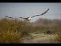 Waved Albatross - Albatros de Galapagos