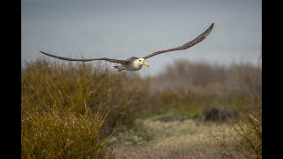 Waved Albatross - Albatros de Galapagos