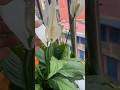#UTS #flowers #nature #fyp