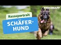 Rasseportrait: Deutscher Schäferhund