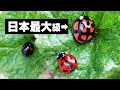 でか！日本最大級てんとう虫カメノコテントウ捕まえたAiolocaria One of the largest ladybugs in Japan