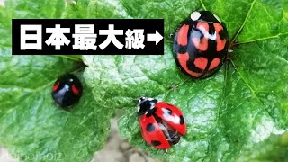 でか 日本最大級てんとう虫カメノコテントウ捕まえたaiolocaria One Of The Largest Ladybugs In Japan Youtube でか 日本最大級てんとう虫カメノコテントウ捕まえたaiolocaria One Of The Largest Ladybugs In Japan Youtube